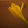 Yellow Lily 3.1