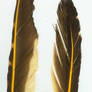 Goldfinch Feathers