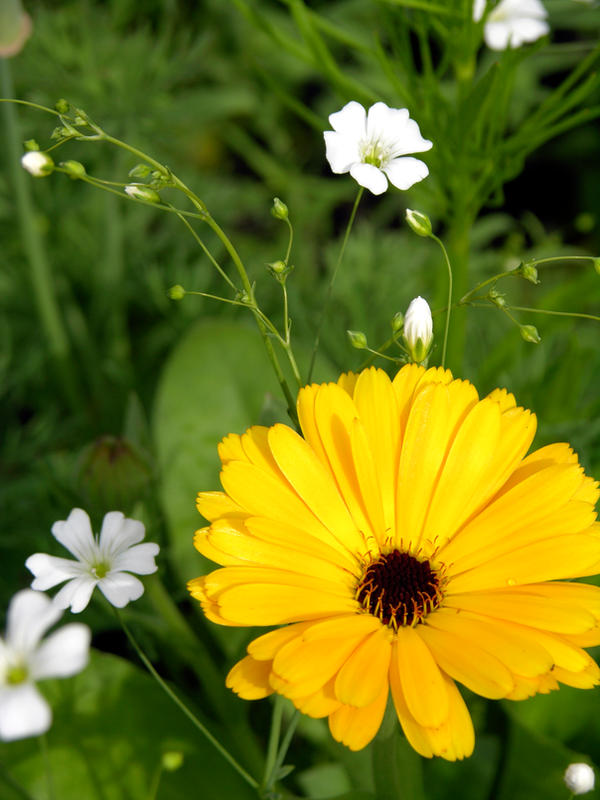 Color Duo by IchibanJudoka on DeviantArt