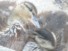 Ducklings