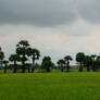 Palmyra Trees and Paddy Fields