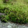 Moss