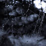 Spiders web