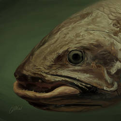 C is for Coelacanth - painting