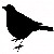 'Birdy' Silhouette