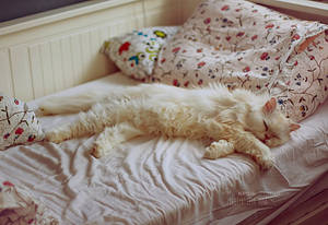 Morning Cat by NerySoul Morning Cat by NerySoul