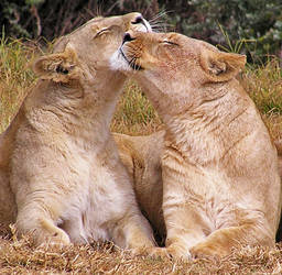 Hugging Lions