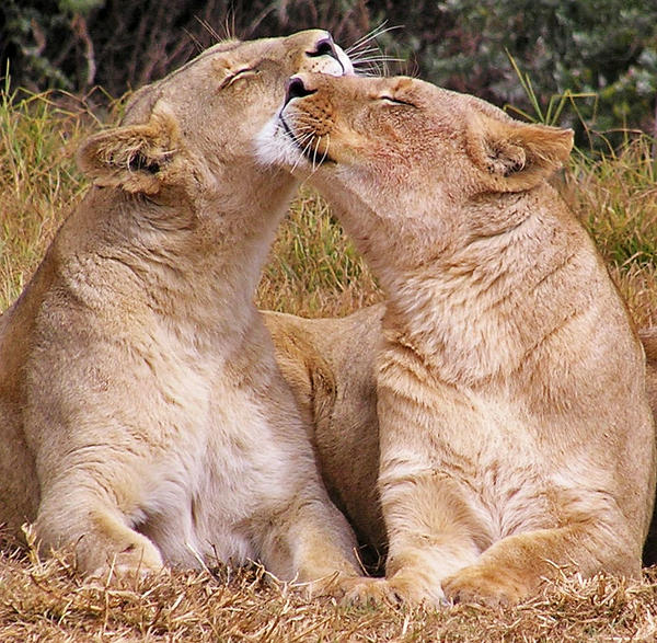 lions human hugs à·à¶³à·à· à¶´à·à¶±à·à¶à·à¶» à¶´à·âà¶»à¶à·à¶µà¶½
