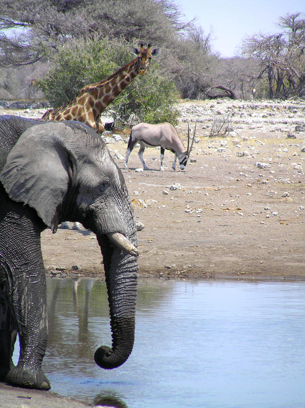Elephant and Giraffe Etosha