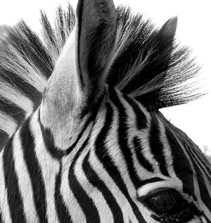 Zebra Black and White