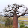 Baobab Tree Namibia