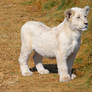 White Lion Cub IV