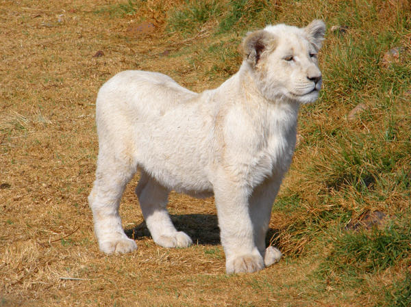 White Lion Cub IV