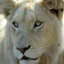 White Female Lion Head