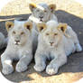 White Lion Cubs Laying II