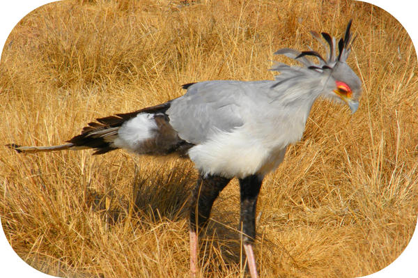 Secretary Bird IV