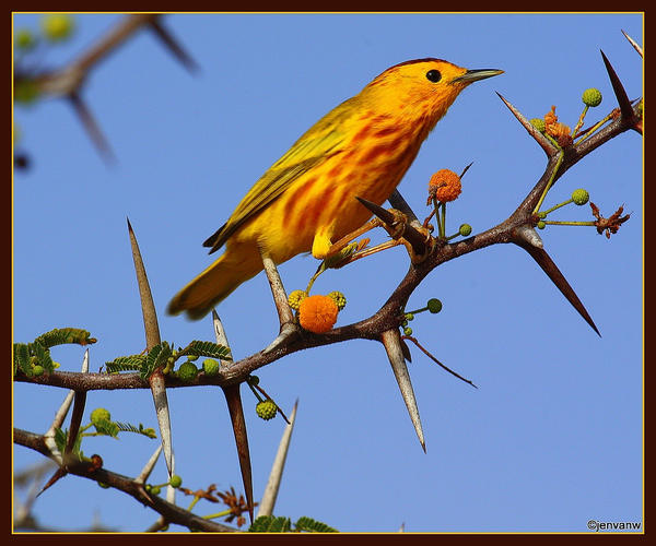 Yellow Warbler