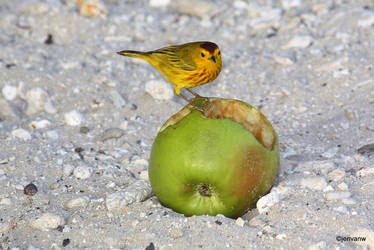 Apple Bird, Curacao