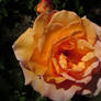 orange rose