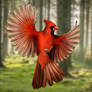 Cardinal in Flight