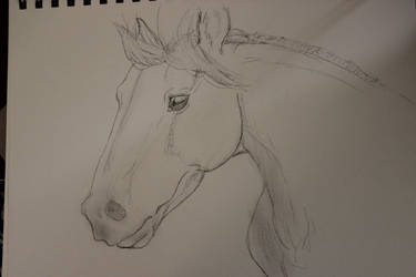 Horsie Head Sketch