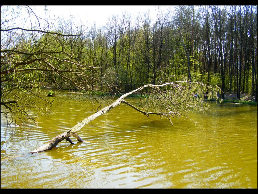 The tree in water