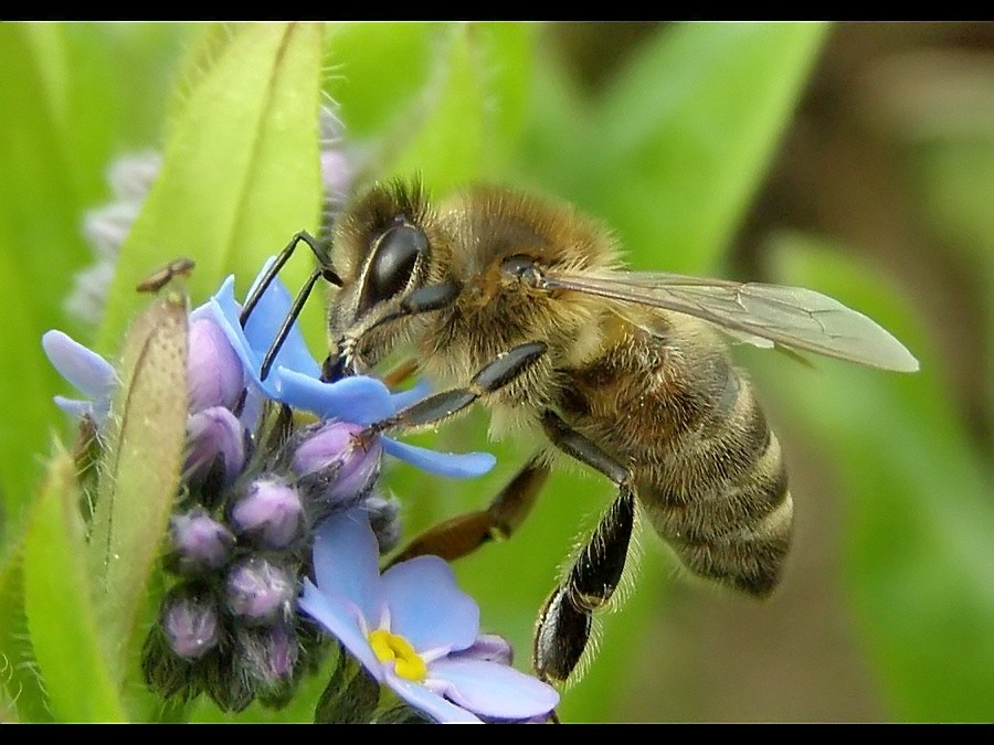 Eating bee