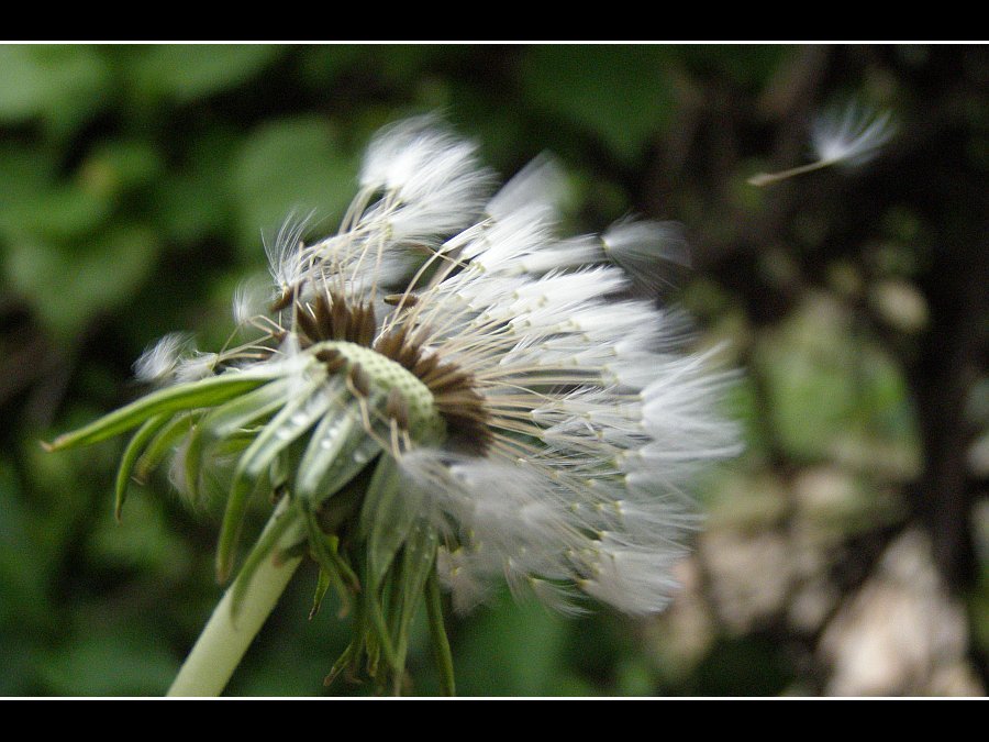 Dandelion