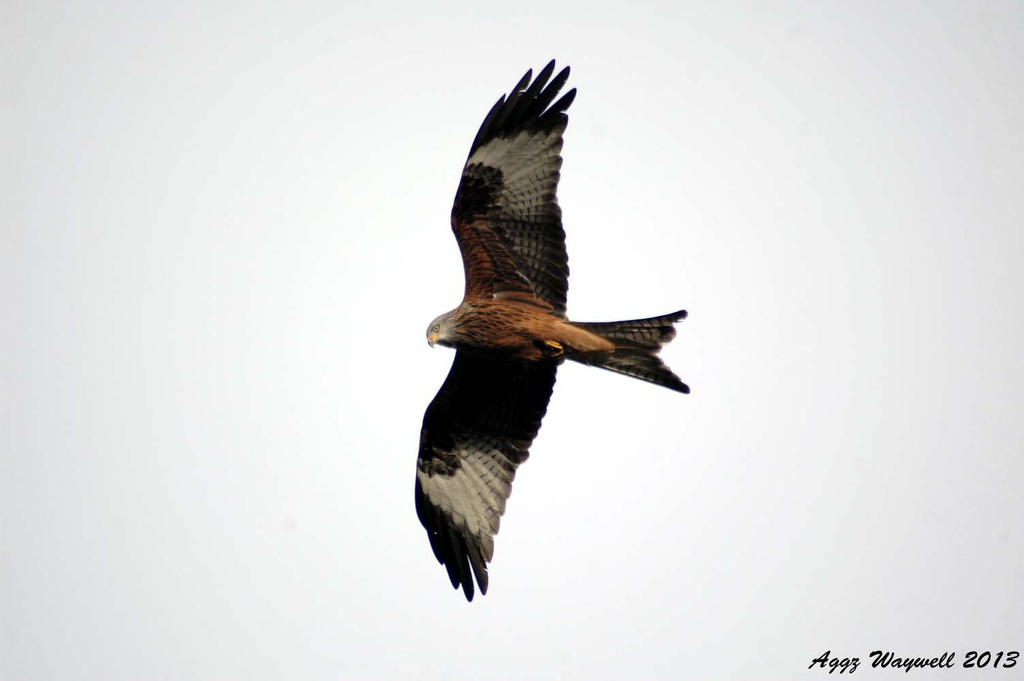 Red Kite II