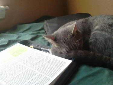 Kitty Sleeping next to my Bible