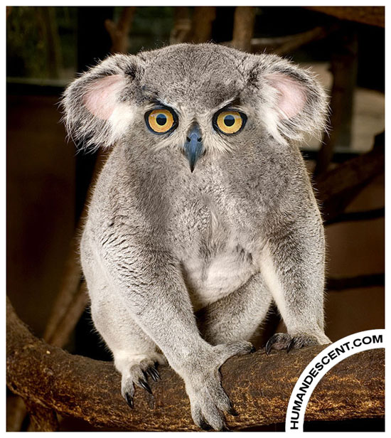 Koalowl