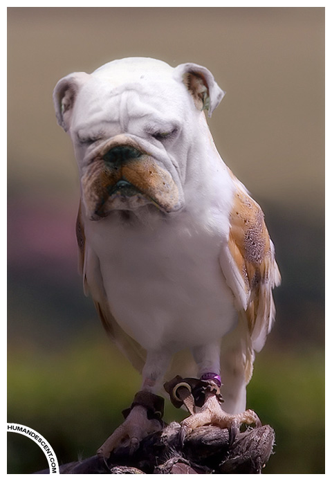 Sleeping Dowl by HumanDescent