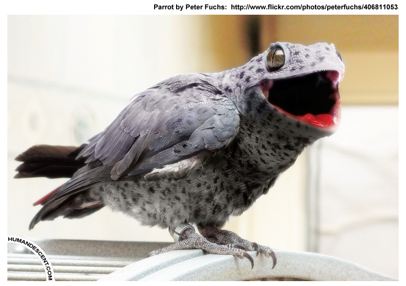 Lenny the Lizird by HumanDescent