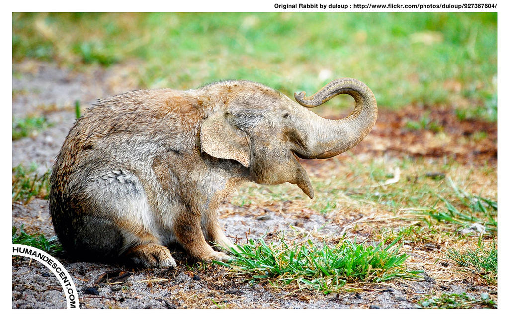 2013 06 15 Elephunny by HumanDescent