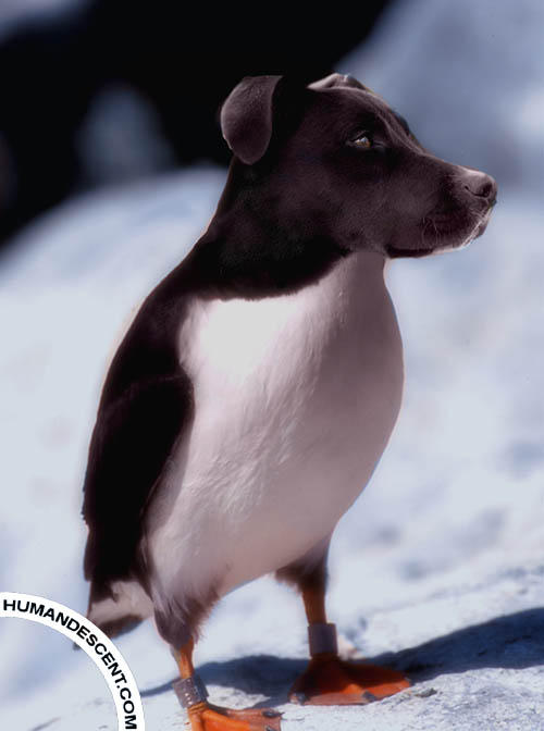 Puffog by HumanDescent on DeviantArt