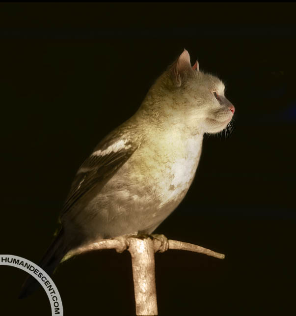 birdat in the dark