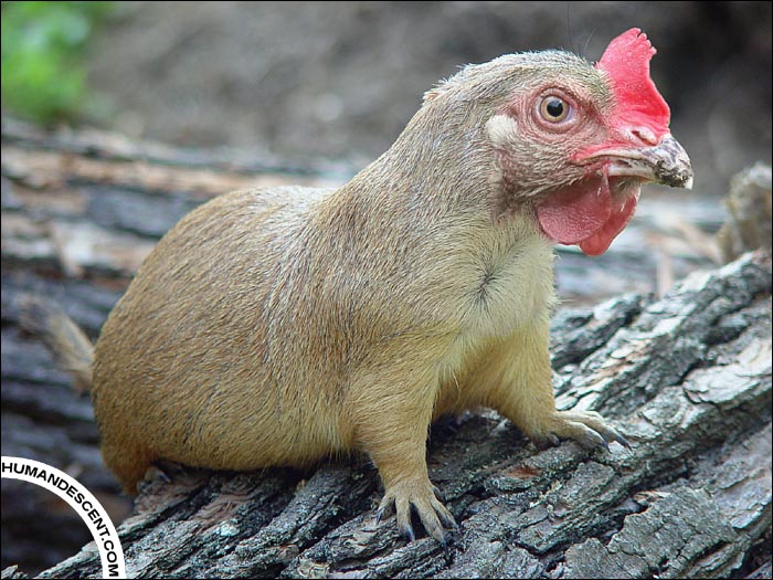 Prairie chick