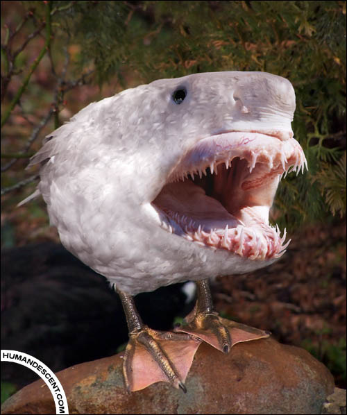 Sharkird