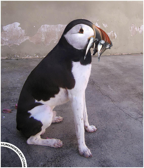 Puffog with its lunch by HumanDescent on DeviantArt