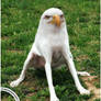 Sitting Eagog