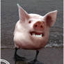 Pigbird