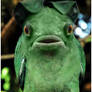 Parrogfish