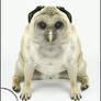 Blue eyed Owlog
