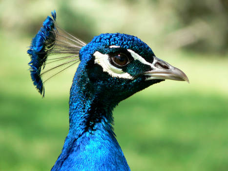 Macro Peacock
