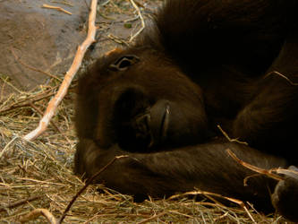 Sleepy Gorilla