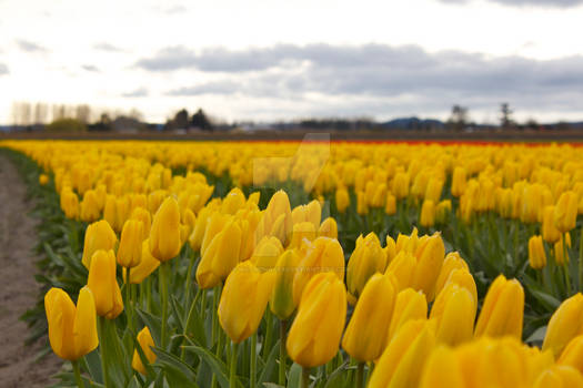 Washington Tulips