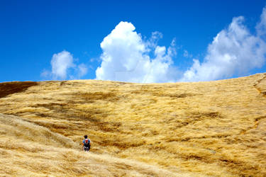 Golden Fields