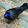 Common Grackle