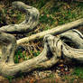 Driftwood Snake