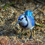 Bluejay